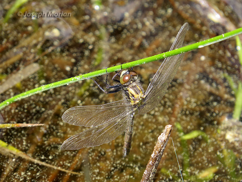  Crimson-ringed Whiteface (Leucorrhinia glacialis) 