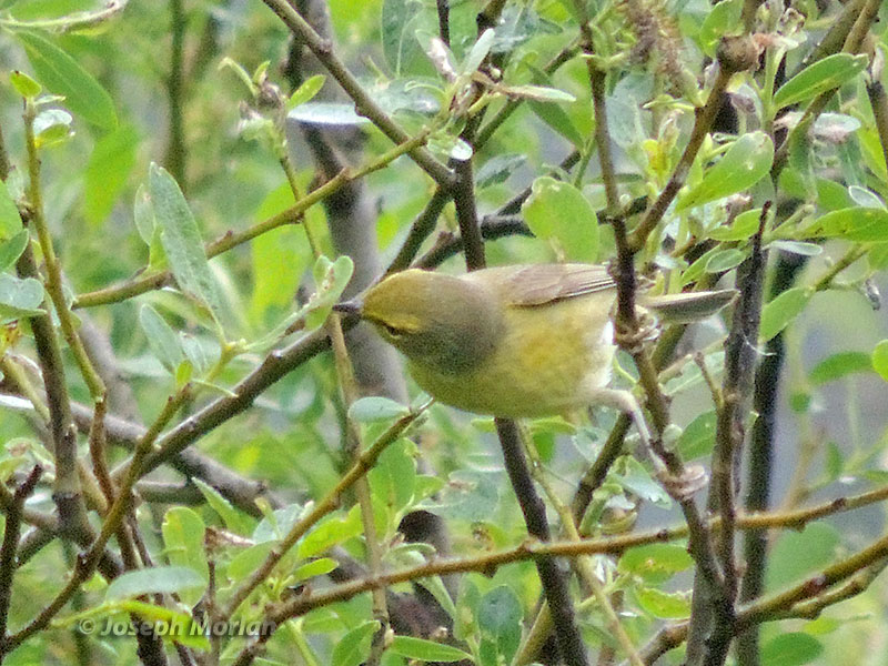 Orange-crowned Warbler (Oreothlypis celata) 