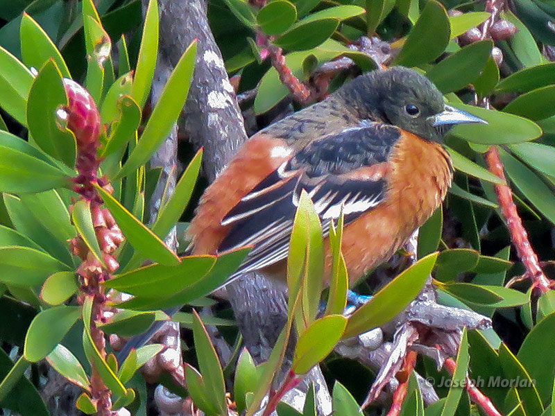 Orchard Oriole (Icterus spurius spurius)