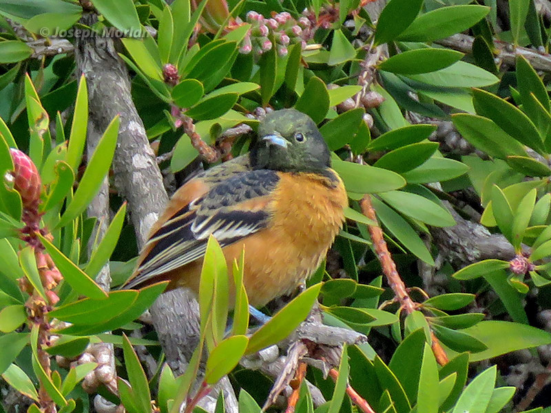 Orchard Oriole (Icterus spurius spurius) 