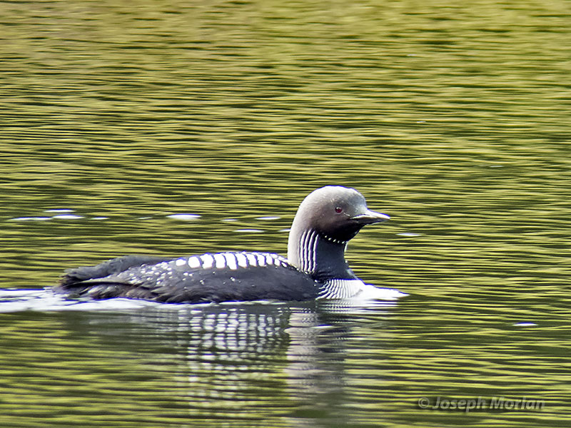 Pacific Loon (Gavia pacifica)