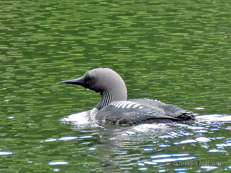 Pacific Loon (Gavia pacifica)
