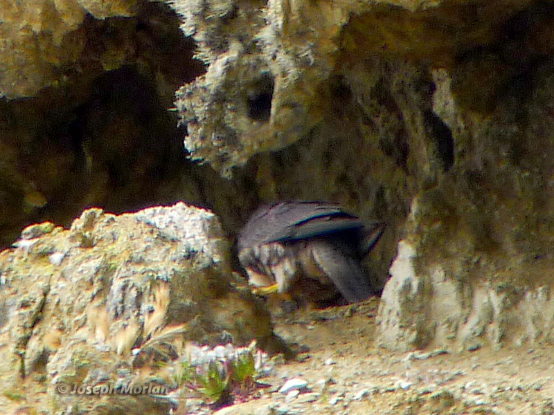 Peregrine Falcon (Falco peregrinus anatum)