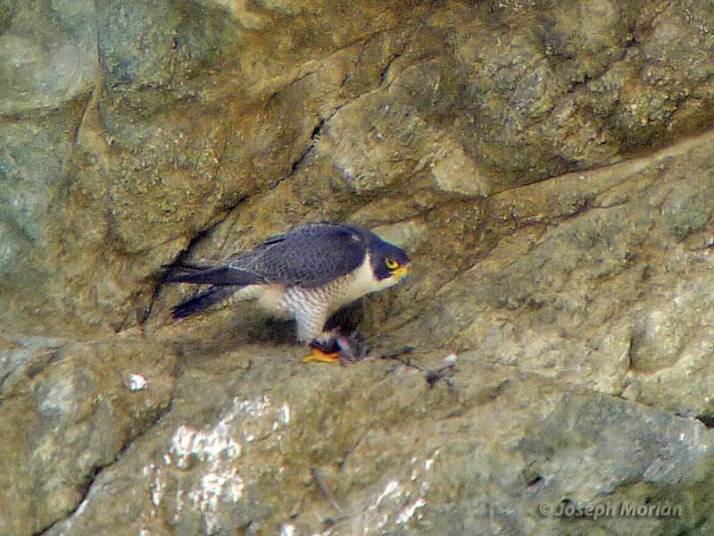 Peregrine Falcon (Falco peregrinus anatum)