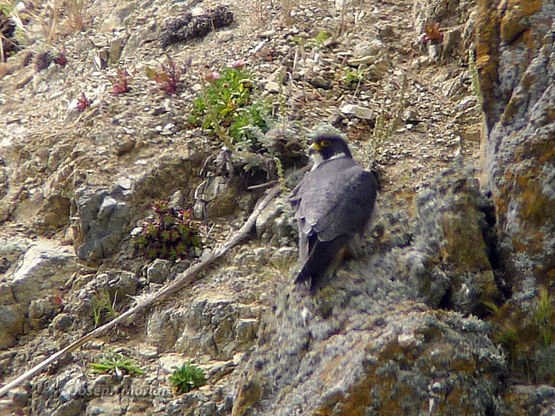 Peregrine Falcon (Falco peregrinus anatum)