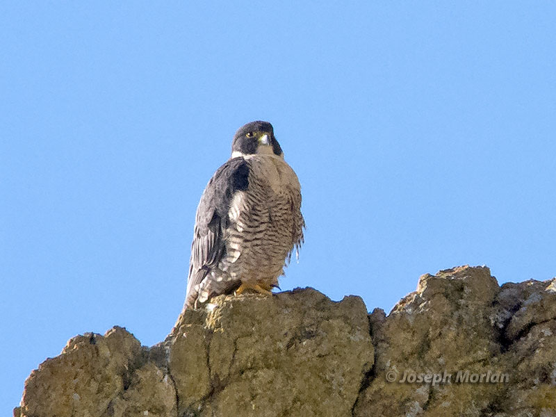 Peregrine Falcon (Falco peregrinus anatum)