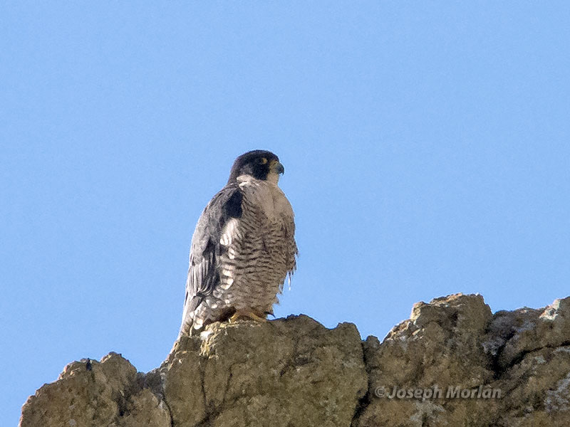 Peregrine Falcon (Falco peregrinus anatum)