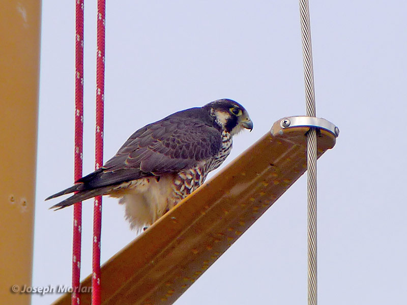 Peregrine Falcon (Falco peregrinus anatum)