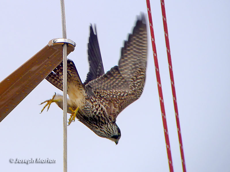 Peregrine Falcon (Falco peregrinus anatum)