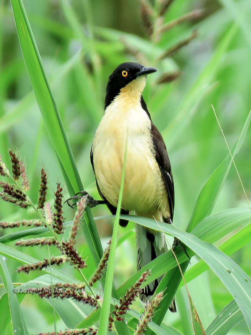 Black-capped Donacobius (Donacobius atricapilla nigrodorsalis) 