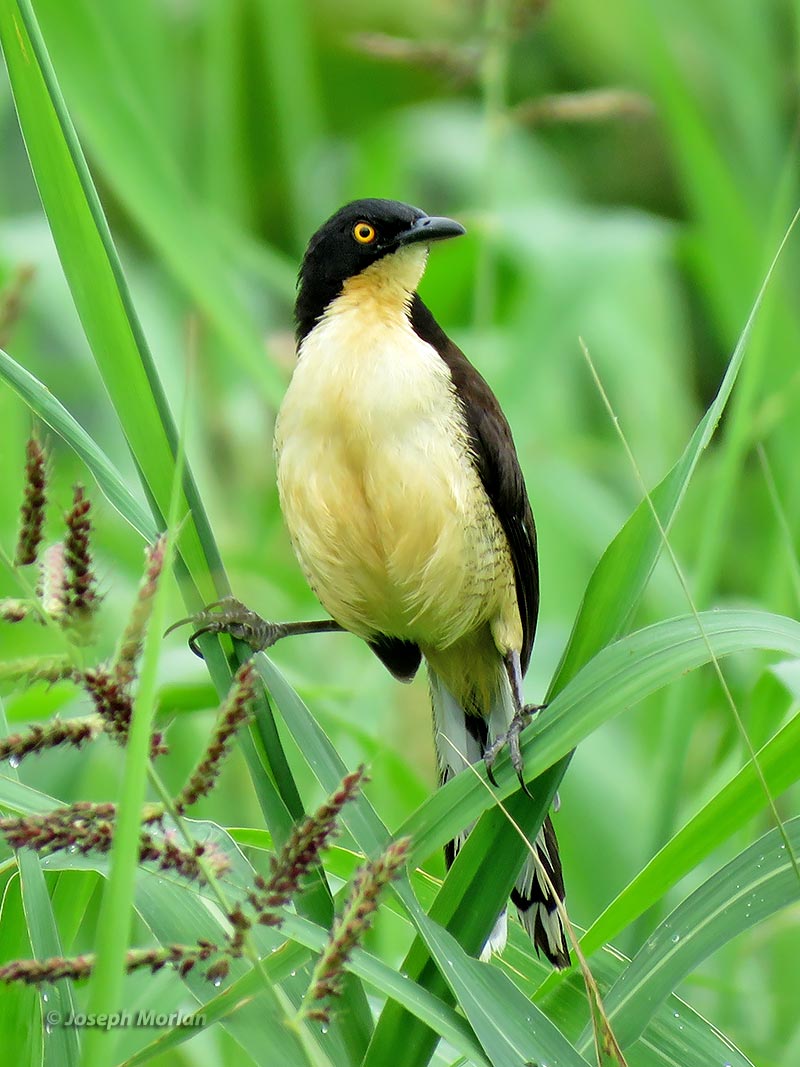 Black-capped Donacobius (Donacobius atricapilla nigrodorsalis) 