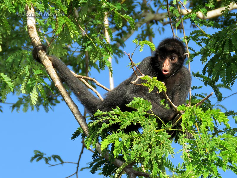 Black-faced Spider Monkey (Ateles chamek) 