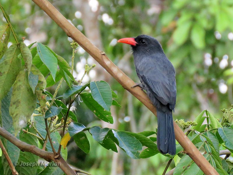 Black-fronted Nunbird (Monasa nigrifrons nigrifrons) 