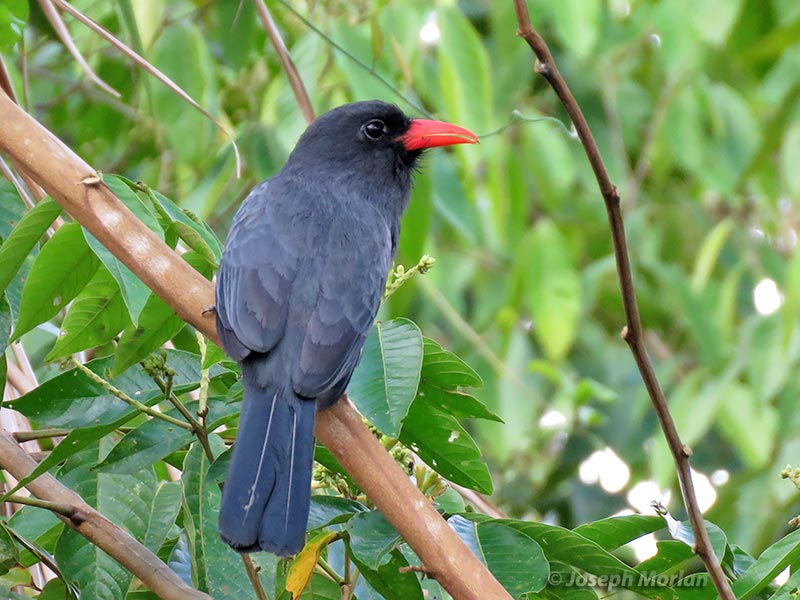 Black-fronted Nunbird (Monasa nigrifrons nigrifrons) 