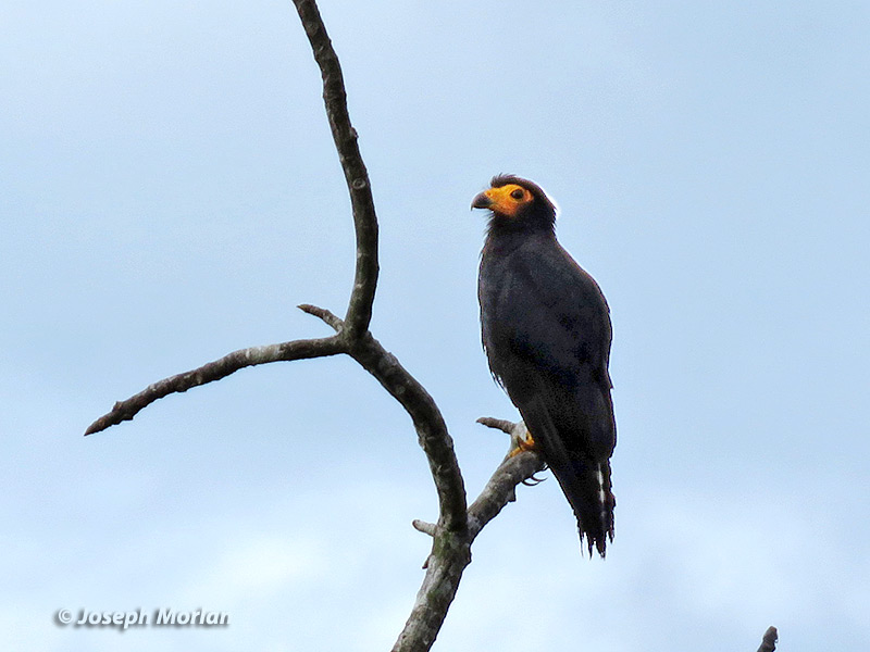 Black Caracara (Daptrius ater)