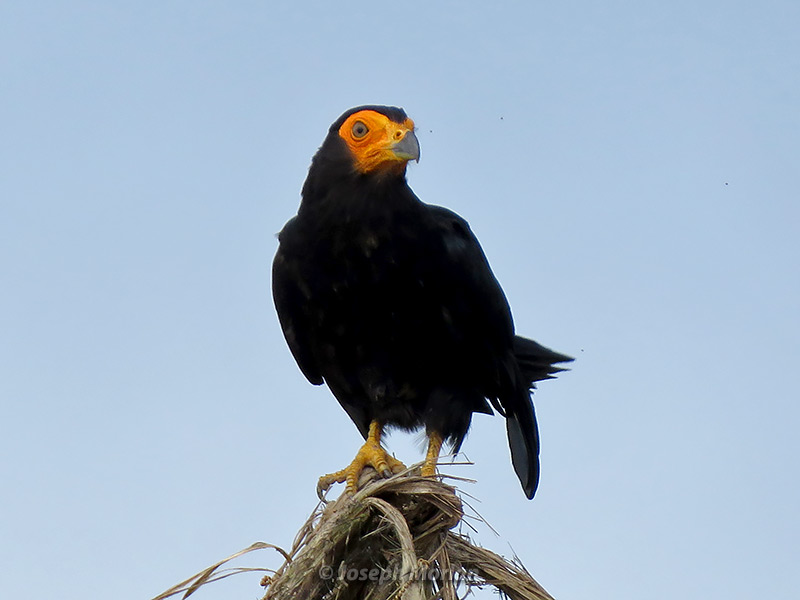 Black Caracara (Daptrius ater)