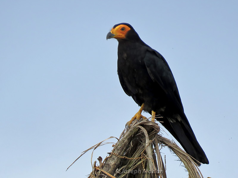 Black Caracara (Daptrius ater)