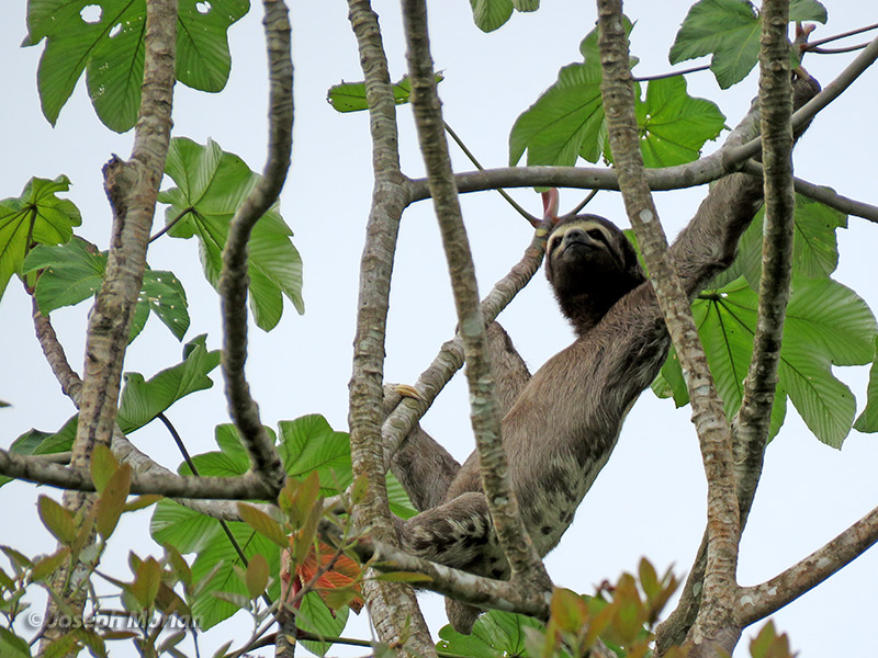 Brown-throated Sloth (Bradypus variegatus) 