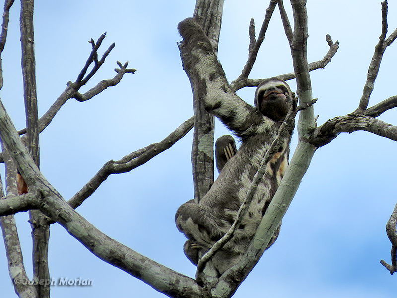 Brown-throated Sloth (Bradypus variegatus)