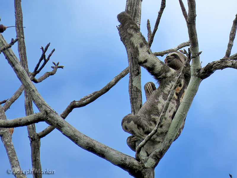 Brown-throated Sloth (Bradypus variegatus)