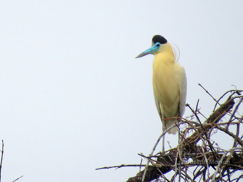 Capped Heron (Pilherodius pileatus)