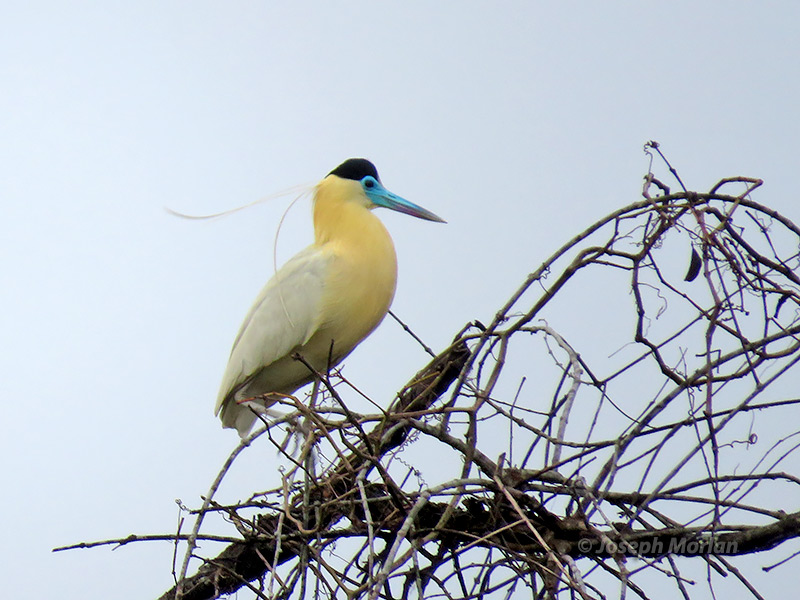 Capped Heron (Pilherodius pileatus)