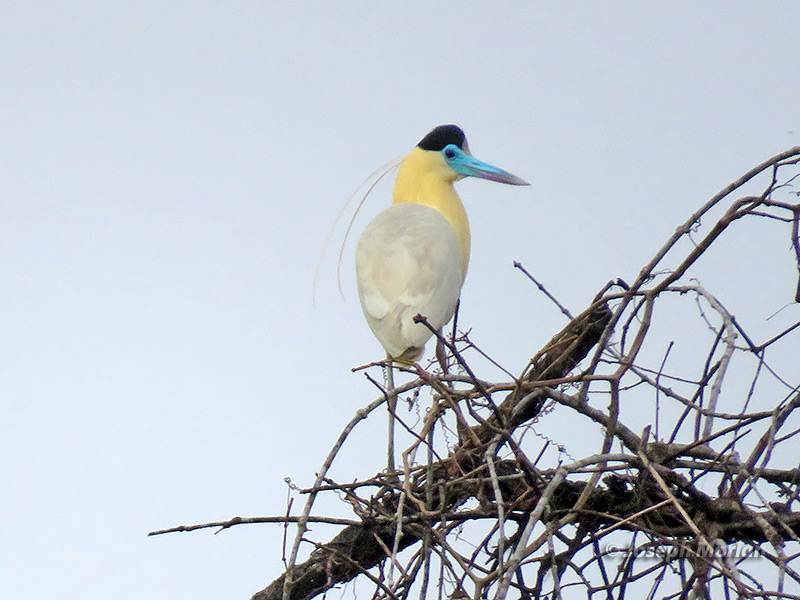 Capped Heron (Pilherodius pileatus)