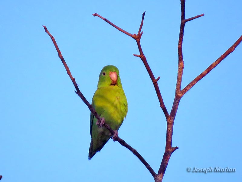 Blue-winged Parrotlet (Forpus xanthopterygius crassirostris) 