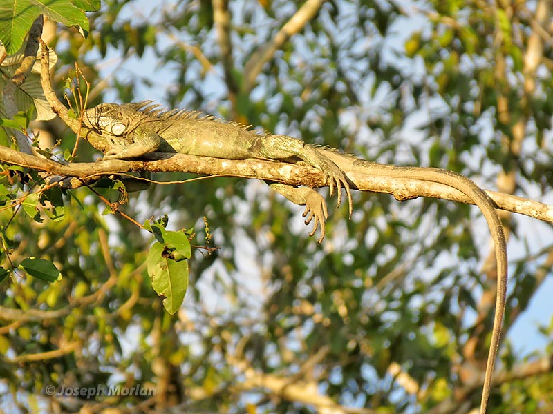 Green Tree Iguana (Iguana iguana)