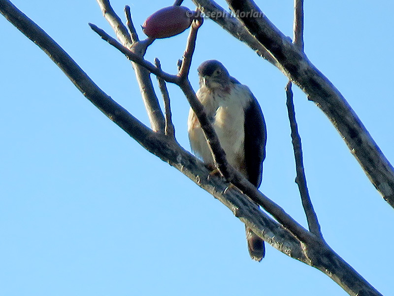 Double-toothed Kite (Harpagus bidentatus bidentatus) 