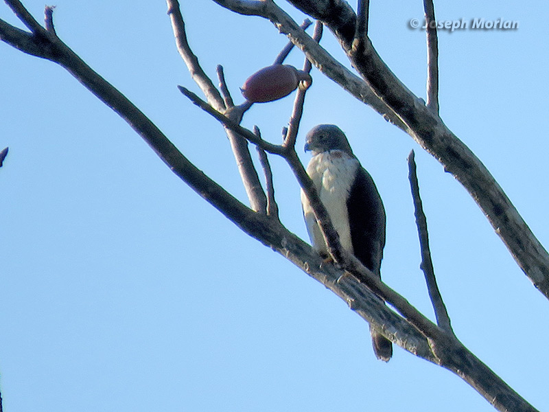 Double-toothed Kite (Harpagus bidentatus bidentatus) 