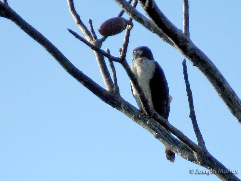 Double-toothed Kite (Harpagus bidentatus bidentatus) 