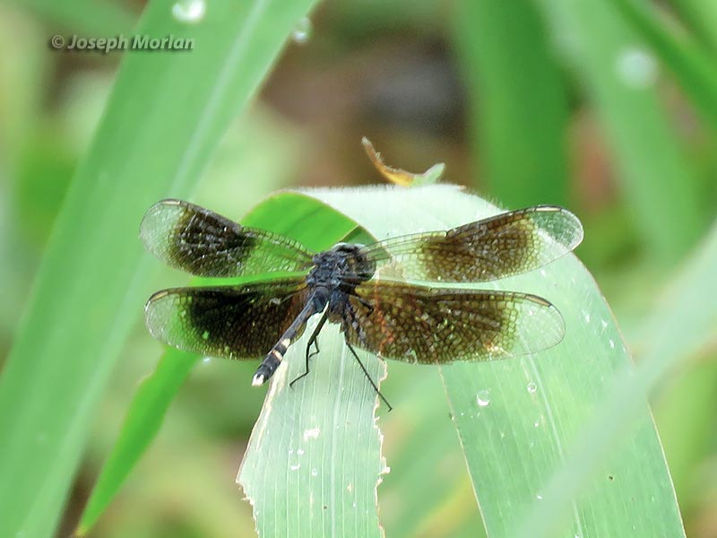 Dragonlet (Erythrodiplax attenuata) 