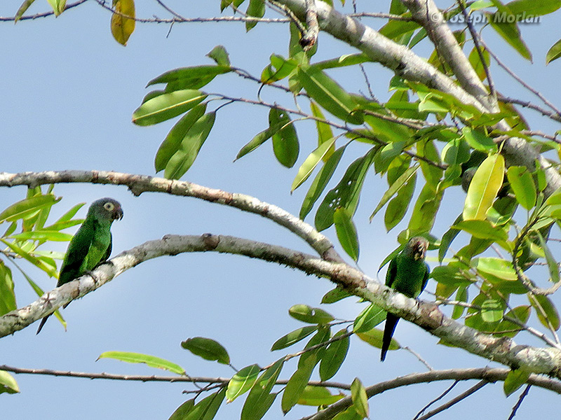 Dusky-headed Parakeet (Aratinga weddellii) 
