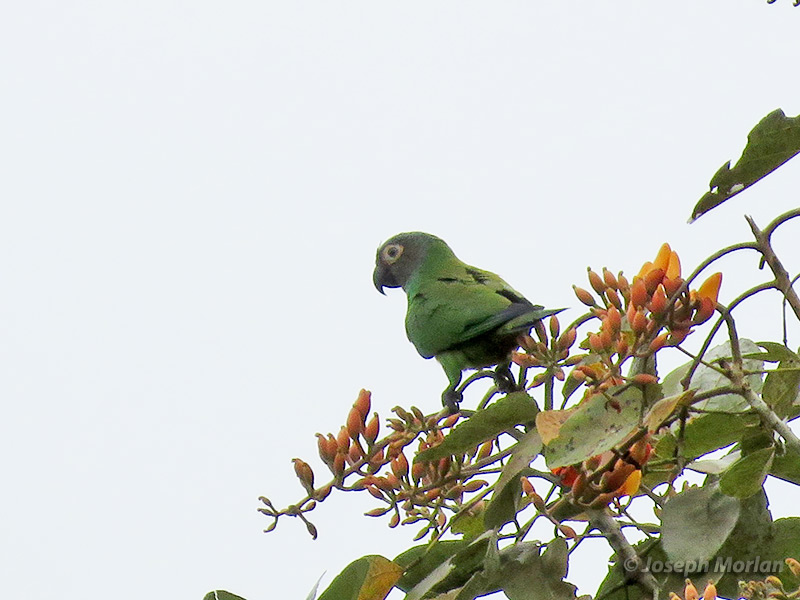 Dusky-headed Parakeet (Aratinga weddellii) 