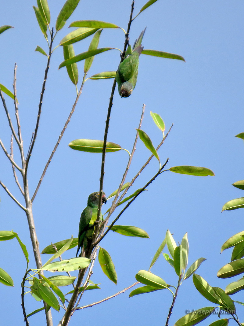 Dusky-headed Parakeet (Aratinga weddellii) 