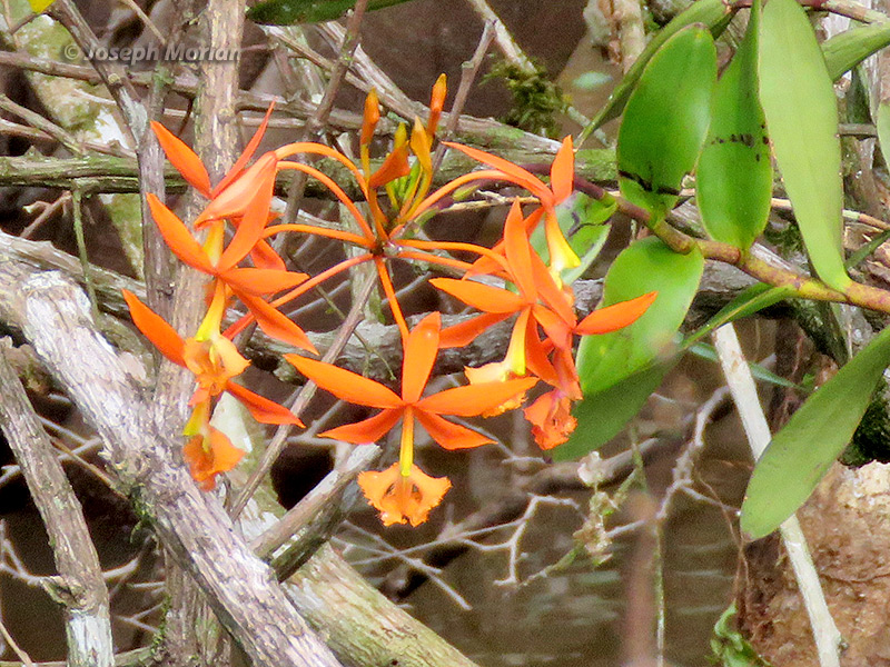 Epiphytic Orchid (Epidendrum sp.) 