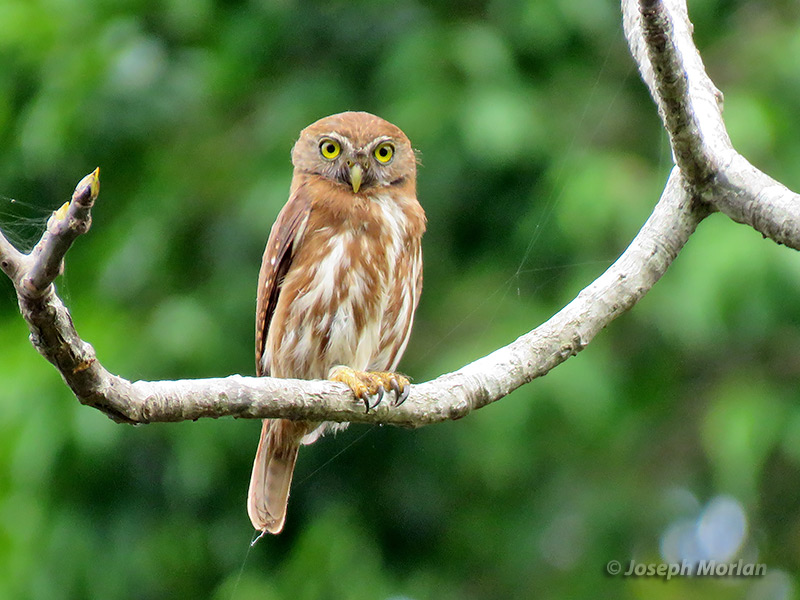 Ferruginous Pygmy-Owl (Glaucidium brasilianum ucayalae)