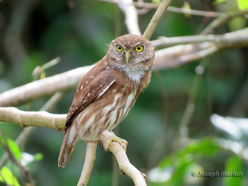 Ferruginous Pygmy-Owl (Glaucidium brasilianum ucayalae)