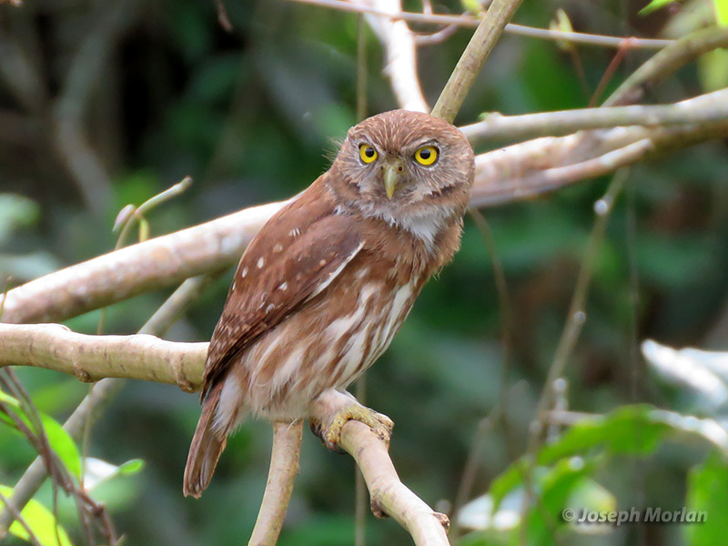 Ferruginous Pygmy-Owl (Glaucidium brasilianum ucayalae)