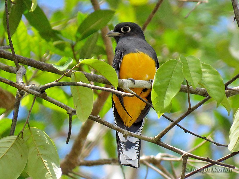 Amazonian Trogon (Trogon ramonianus ramonianus)