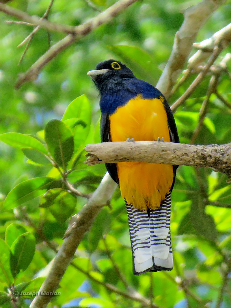 Amazonian Trogon (Trogon ramonianus ramonianus)