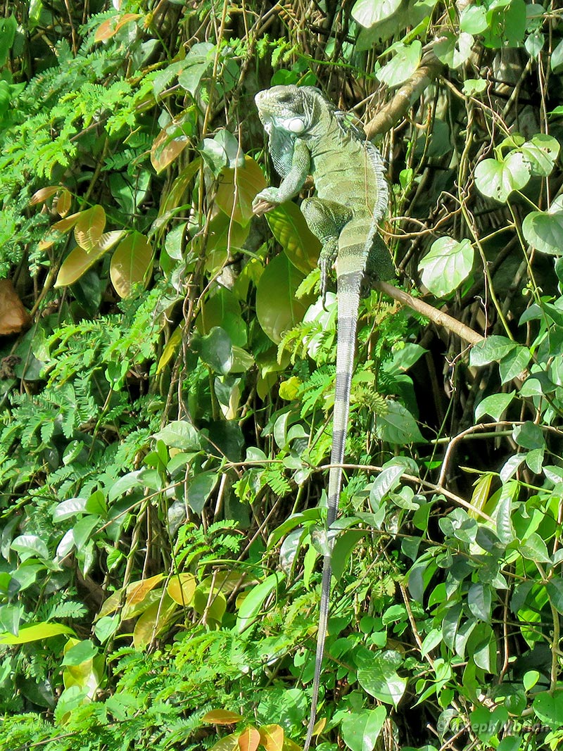 Green Tree Iguana (Iguana iguana) 