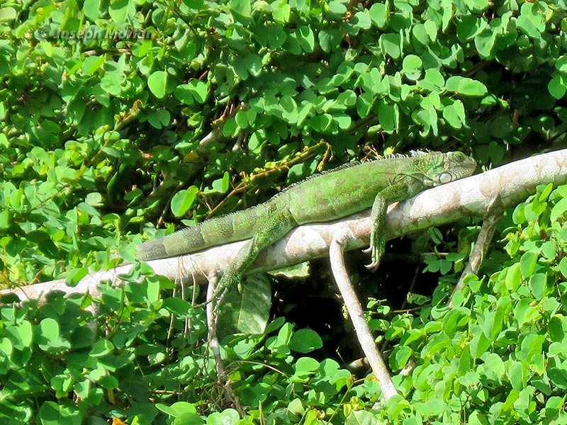 Green Tree Iguana (Iguana iguana) 