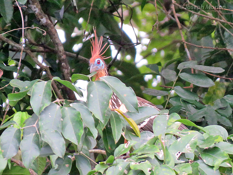 Hoatzin (Opisthocomus hoazin) 