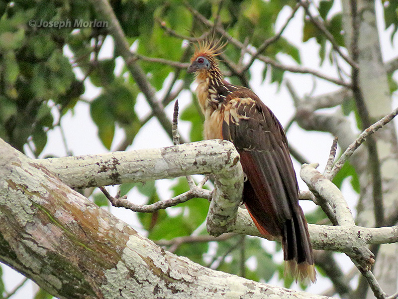 Hoatzin (Opisthocomus hoazin) 