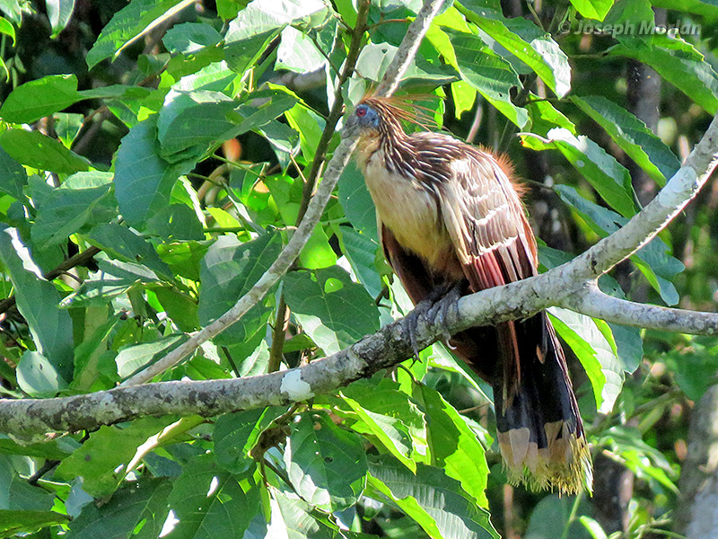 Hoatzin (Opisthocomus hoazin) 