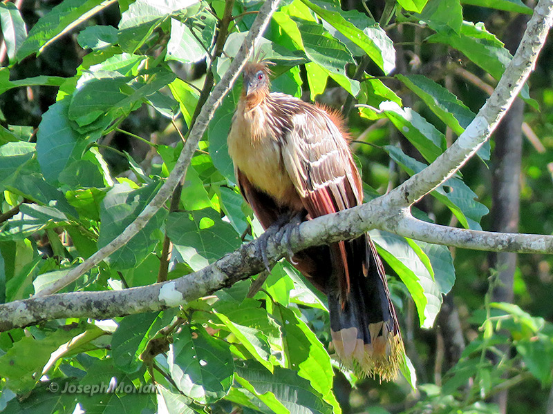 Hoatzin (Opisthocomus hoazin) 