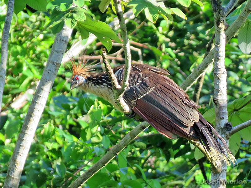 Hoatzin (Opisthocomus hoazin) 