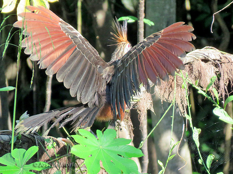 Hoatzin (Opisthocomus hoazin) 